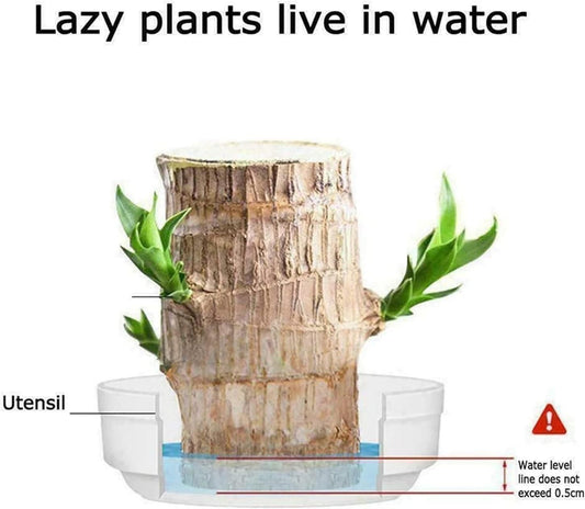 Brazilian Lucky Wood Mini Home Plant Decoration