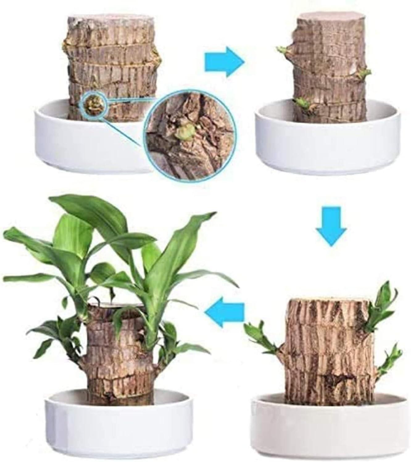 Brazilian Lucky Wood Mini Home Plant Decoration