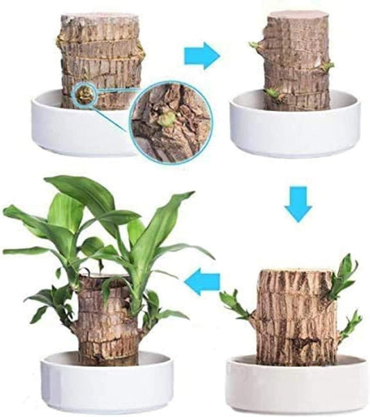 Brazilian Lucky Wood Mini Home Plant Decoration