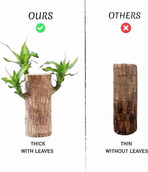 Brazilian Lucky Wood Mini Home Plant Decoration