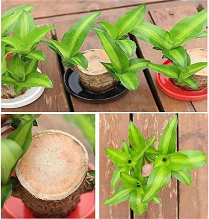 Brazilian Lucky Wood Mini Home Plant Decoration