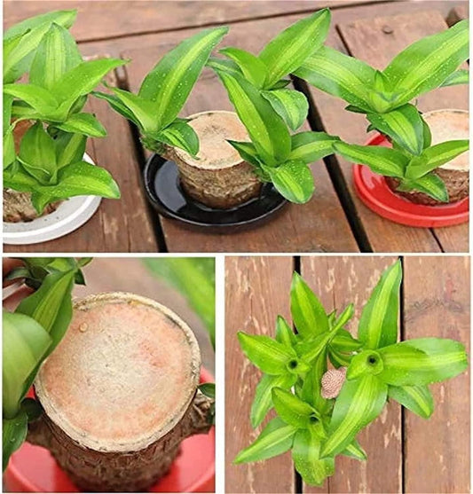Brazilian Lucky Wood Mini Home Plant Decoration
