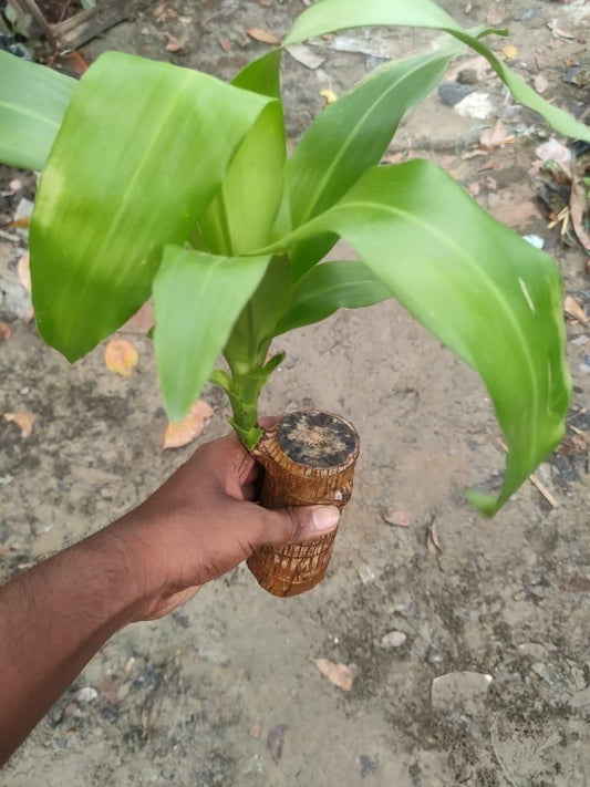 Brazilian Lucky Wood Mini Home Plant Decoration