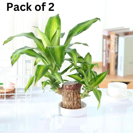 Brazilian Lucky Wood Mini Home Plant Decoration